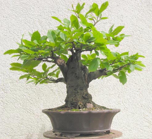 castanea_setiva.jpg