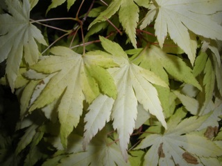 Nahaufnahme: Chlorose oder UV Schaden?