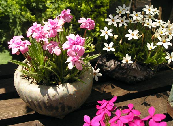 0613200507Rhodohypoxis.jpg