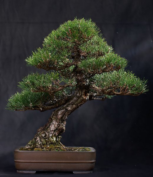 10.Platz:jap.Schwarzkiefer - pinus thunbergii