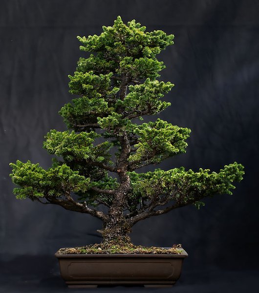 9.Platz:Ajan-Fichte - Picea jezoensis