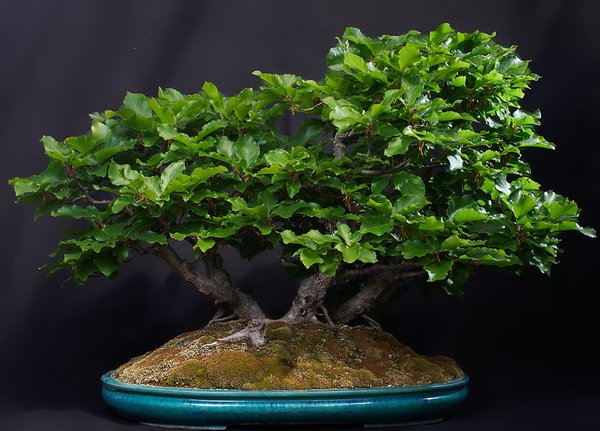 8.Platz:Rotbuche - Fagus sylvatica