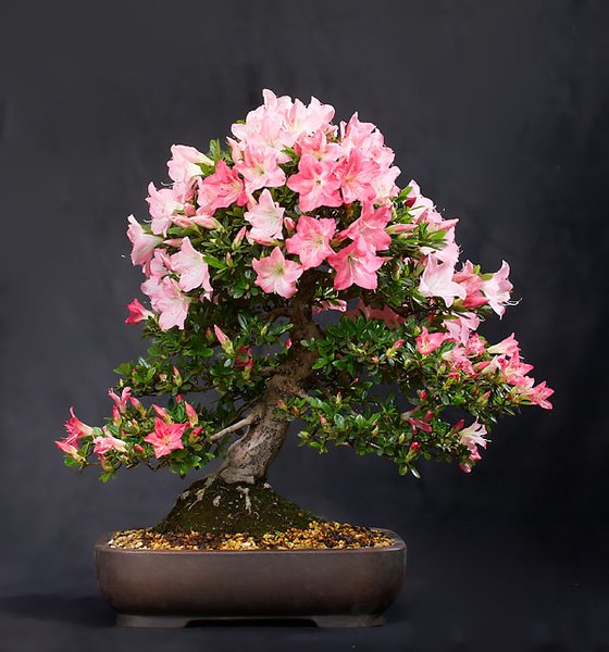 6.Platz:Satsuki Azalee - Rhododendron indiko karenko