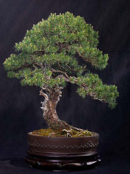 3.Platz:Waldkiefer - pinus sylvestris
