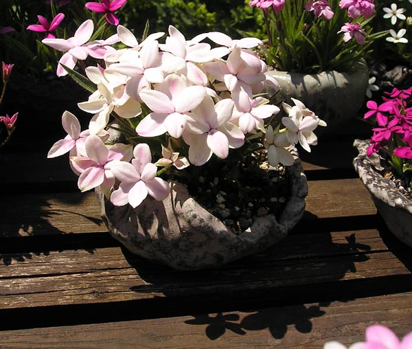 0613200505Rhodohypoxis.jpg