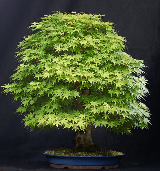 2.Platz:Fächerahorn Acer palmatum