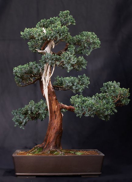 1.Platz:Blauzeder-Wacholder - Juniperus squamata 'Meyeri'