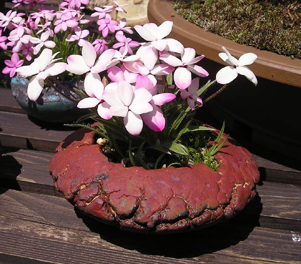 0613200503Rhodohypoxis.jpg