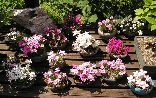 0613200501Rhodohypoxis.jpg