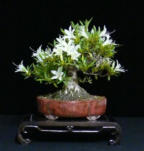 Rhododendron indicum "Hakuryu", Schale Peter Krebs