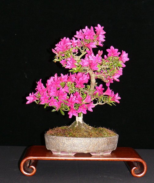 Rhododendron indicum "Hoshi-no-Kagayaki", Schale Peter Krebs