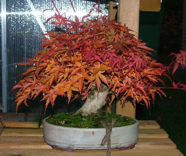 Oktober 2009, nur ein Schnappschuss auf dem Regal im Halbdunkeln, aber man sieht das Herbstlaub.