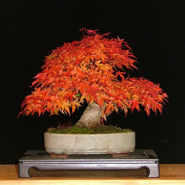 Oktober 2010, irre Herbstfärbung!