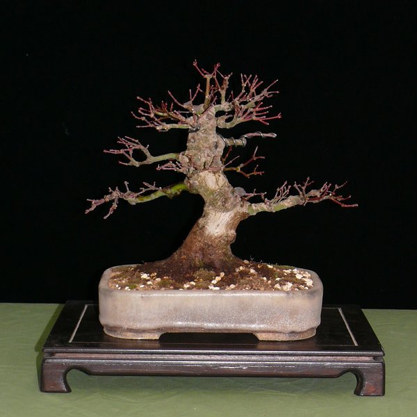 März 2011, in neuer Schale von Gordon Duffett.