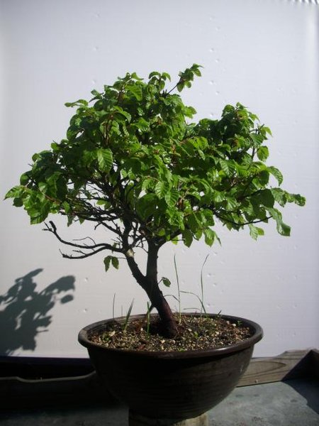 Buche klein 02.jpg
