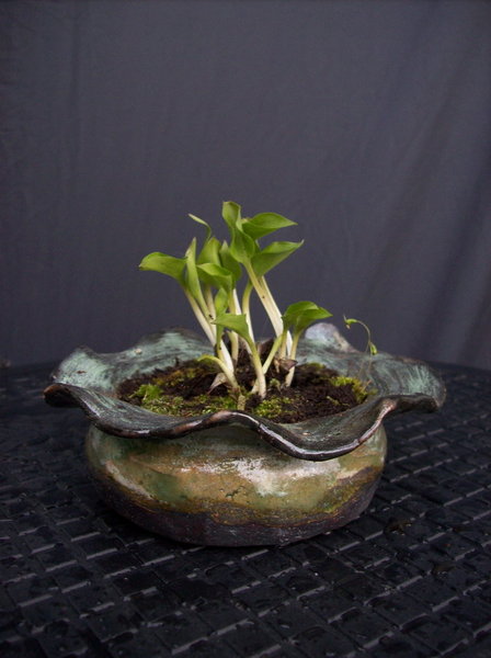 Hosta venusta in Erin