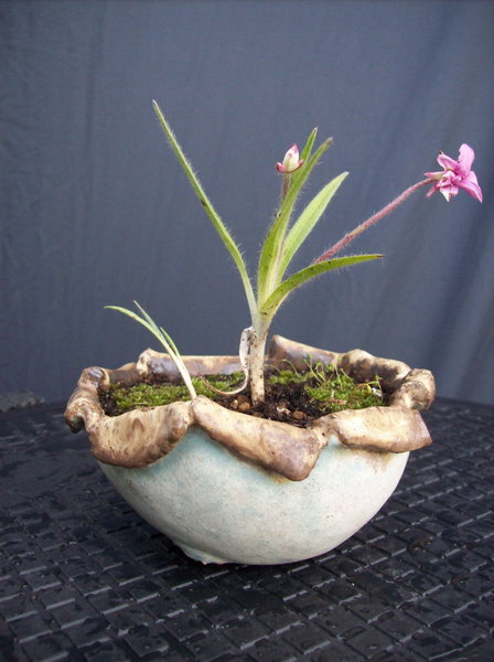 Lilly Jean in Heizelreiter vorn