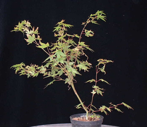 U001-Juli05-AcerPalm.JPG