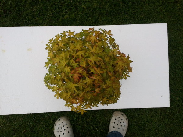 2011-05-16 17_51_31.jpg