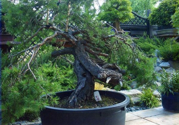 Demo Baum3.jpg