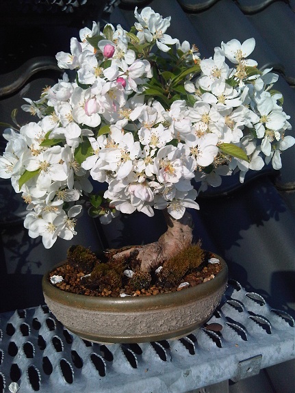 IMG00703-20110415-1805.jpg