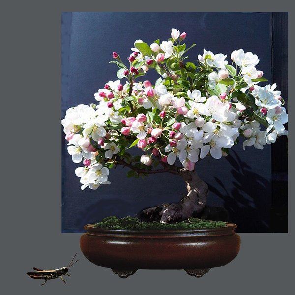 k-Apfelblüte_bearbeitet-1.jpg