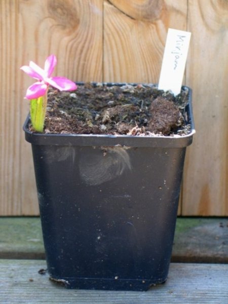 mai2011 mirjam.jpg