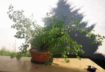 Mahaleb Anfang Mai 2011_01.jpg
