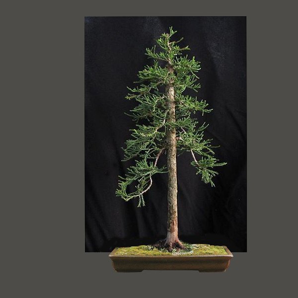 k-sequoia 2.jpg