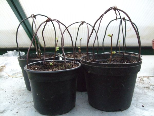 Ulmenstecklinge zeitiges Frühjahr 11, ohne Zellophanabdeckung.jpg