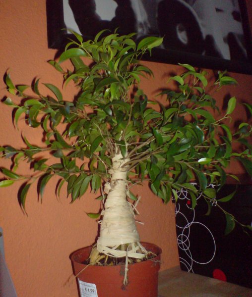 DSC00229.jpg