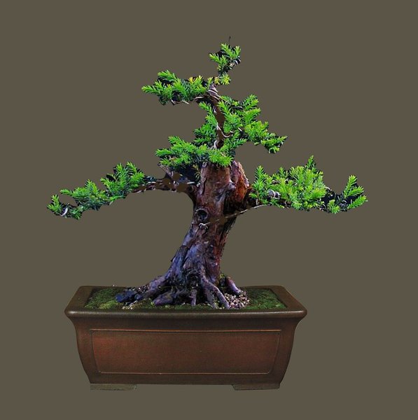 k-Taxus 2.jpg
