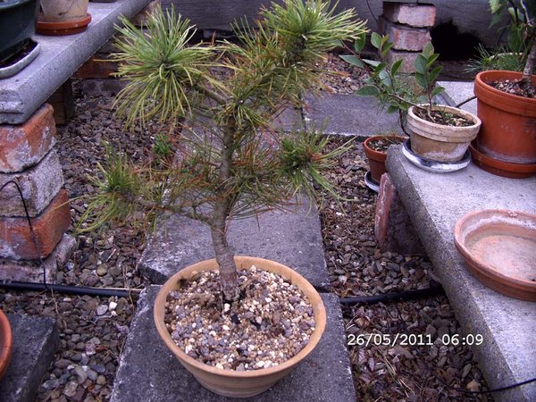 Zirbelkiefer nach Umtopfen 001.jpg