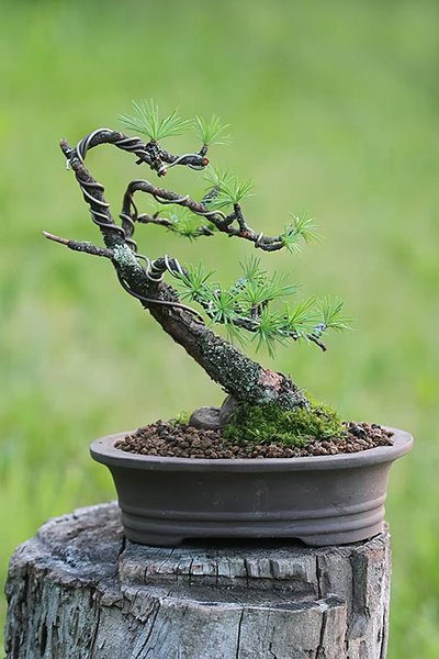 87_IMG_9085_Laerche_geneigt.jpg