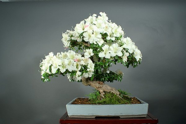 Satsuki Azalee, 40 cm, Schale Petra Hahn
