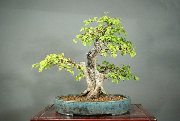 Koreanische Hainbuche, 35 cm, Schale Josef Mairhofer