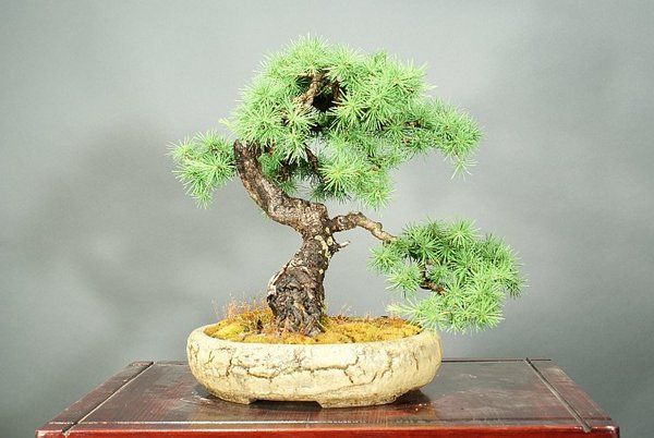 Europäische Lärche, 35 cm, Schale Horst Heinzlreiter