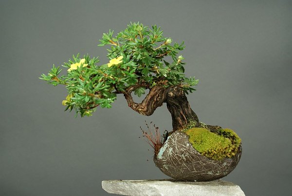 Potentilla, 13 cm, Schale Ute Januschka