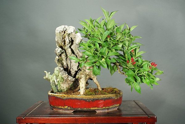 Weigelie, 25 cm, Schale Peter Krebs