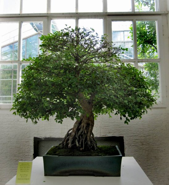 Chinesische Ulme1_914x1000.jpg