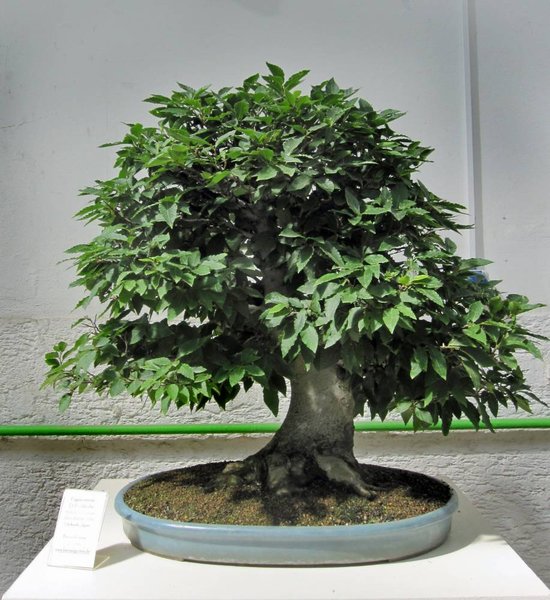 fagus crenata_916x1000.jpg