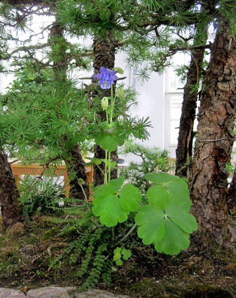 fichtenwald blume_792x1000.jpg