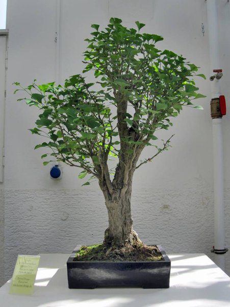 gingko_752x1000.jpg