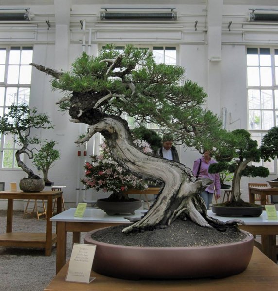 pinus mugo_954x1000.jpg
