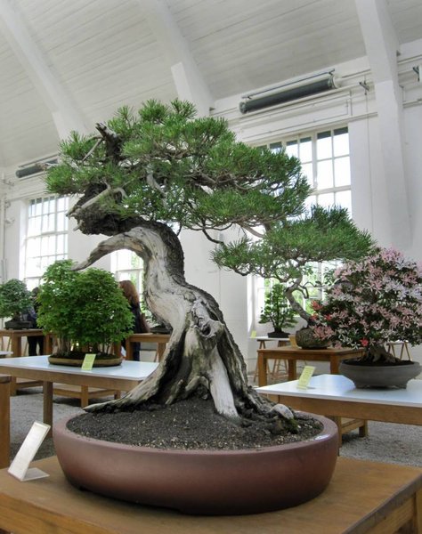 pinus mugo2_790x1000.jpg
