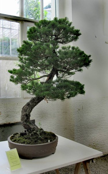 pinus parvi2_625x1000.jpg