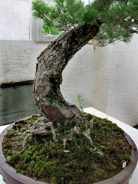 pinus parvi2 detail_750x1000.jpg