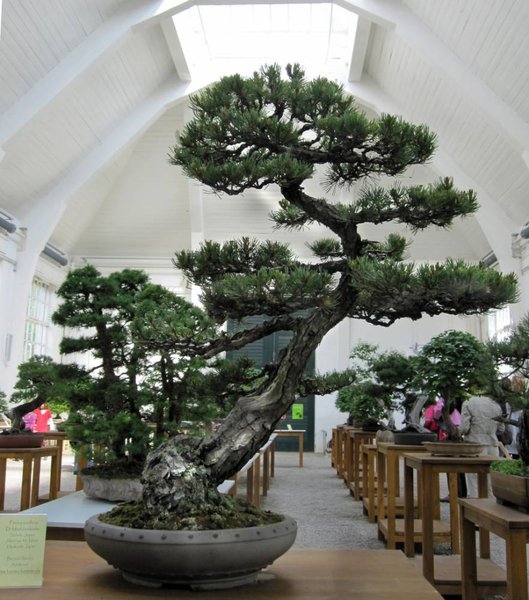 pinus parvi3_881x1000.jpg