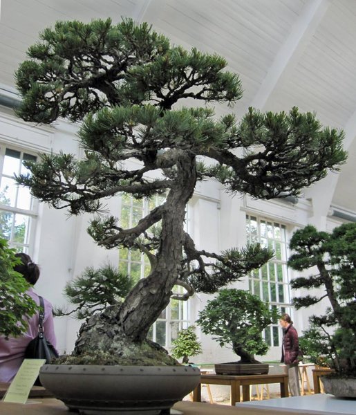 pinus parvi3.2_858x1000.jpg