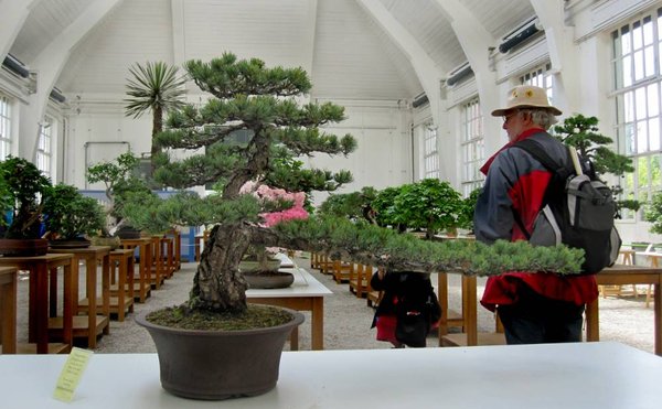 pinus parvi long_1000x618.jpg